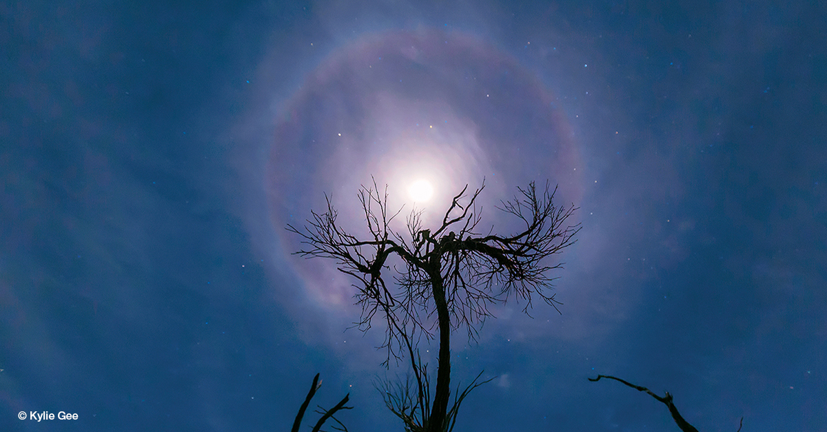 Moon with misty cloud cover, ringed by a reddish halo, with a leafless tree silhouetted in the foreground.